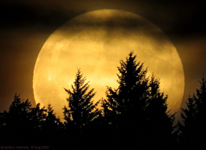 Golden, huge moon with line of clouds and trees in front.