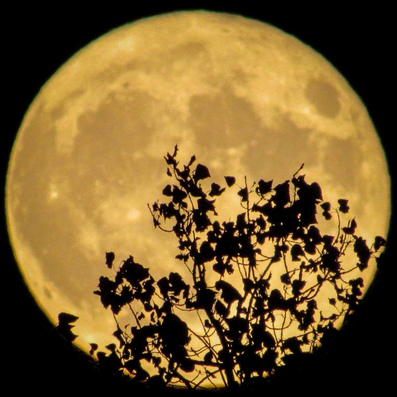 Giant yellow full supermoon with leafy branches silhouetted on it.