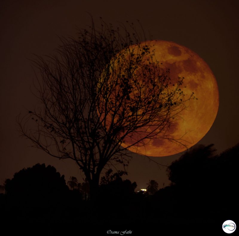 A large orangish moon behind a tree.