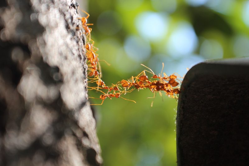 A group of about 20 reddish-brown ants together creating a bridge between a tree and another surface.