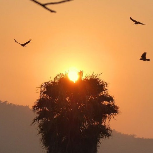 Sunrise, flying birds, sun peeking out over very top of palm tree.
