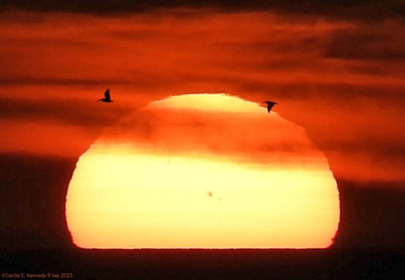 The sun, seen as a large yellow oval setting over a sea horizon with flying birds silhouetted.