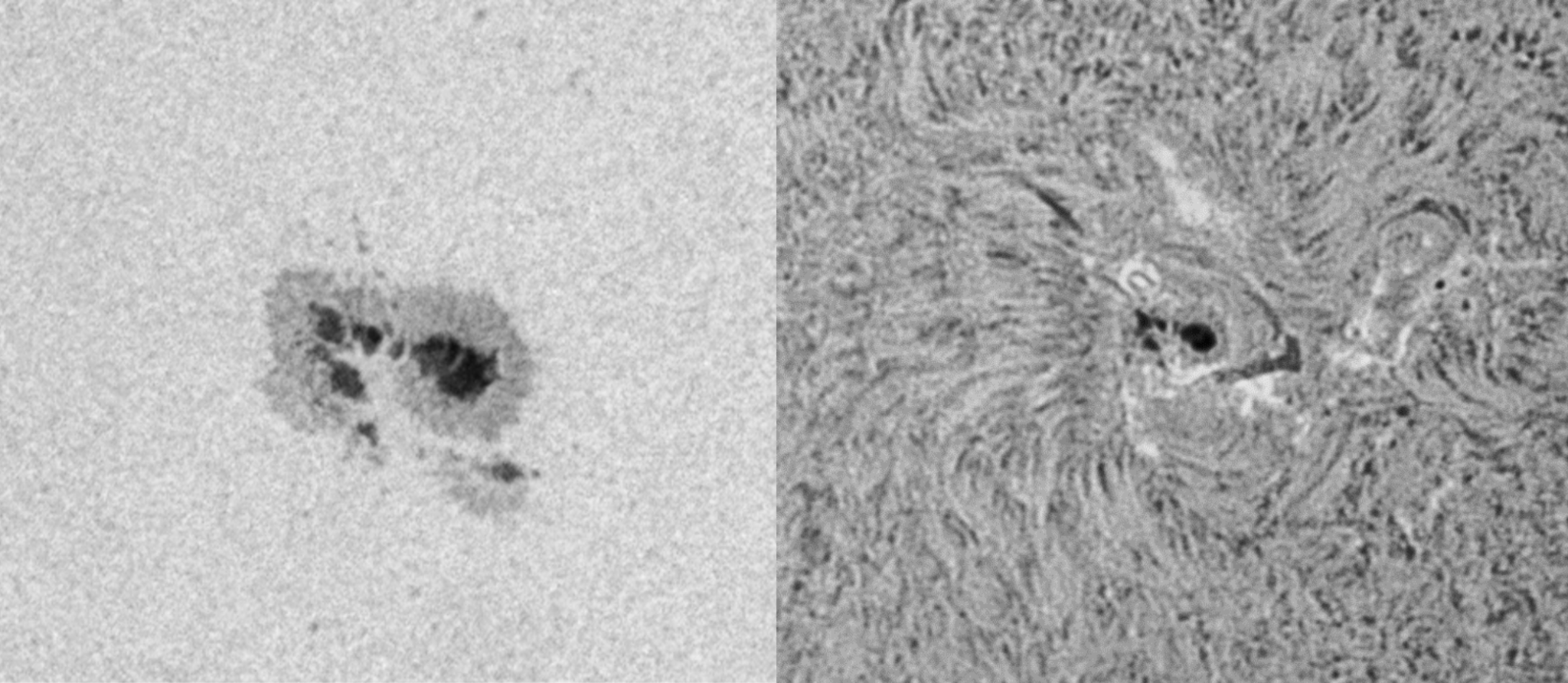 A collage of two large sunspots, side-by-side, shown in black and white.