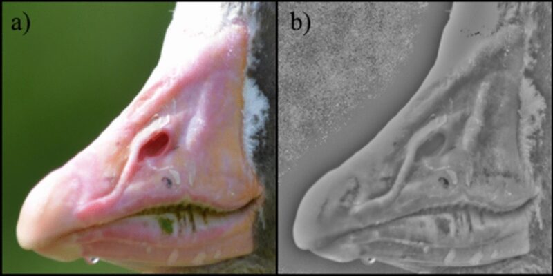 Close up of the bill of a goose in 2 images. One has colors and the other one is in black and white.