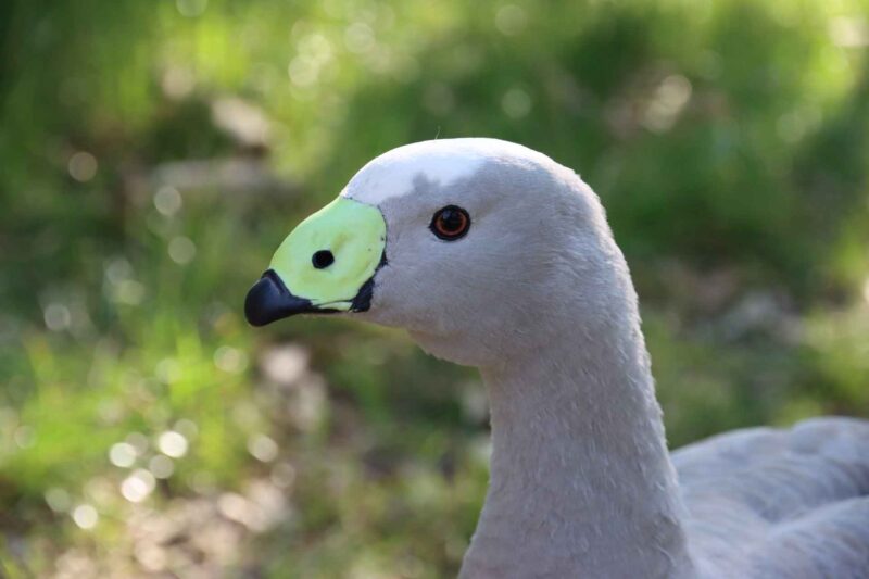 Close-up of a greylag goose. It has grey color for the body, white for the top of the head, and black and yellow for the bill.