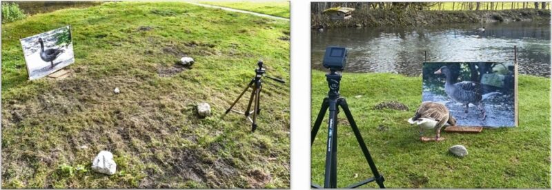 Two images with a camera set up to record geese. There is a lake in the background.