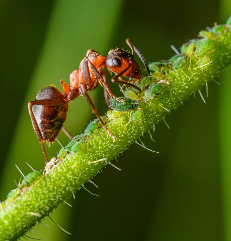 Red ant nuzzling small green scale-like insects on a bright green stem.