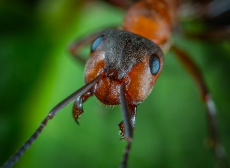 Extreme closeup of the face of a a red and black ant with big pincer mandibles.