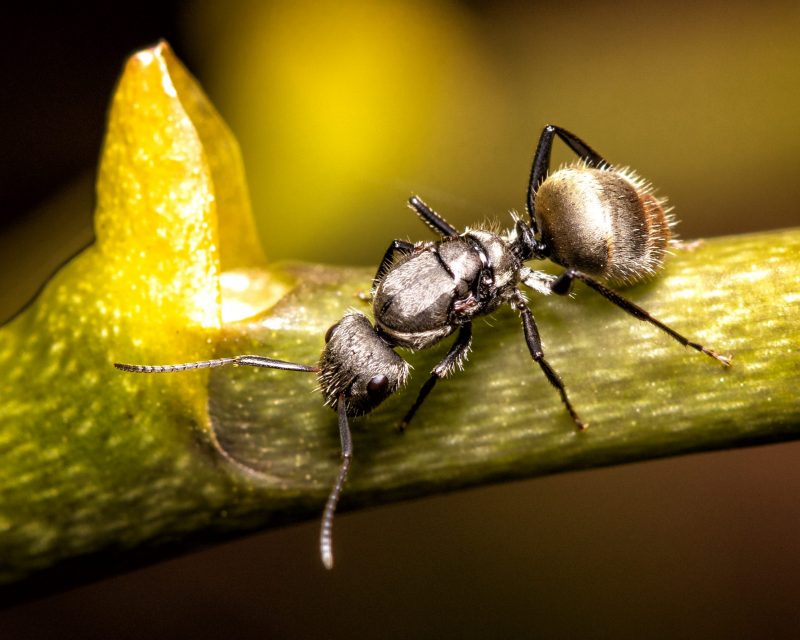Enlarged view of a shiny black ant with its abdomen covered in spiky short hairs, standing on a green stem.