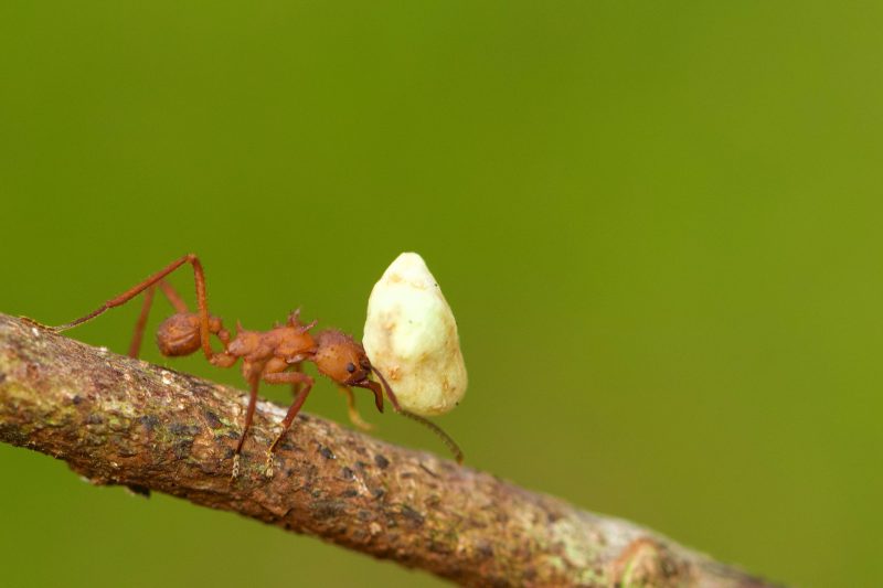 Red ant carrying a big white chunk of mushroom.