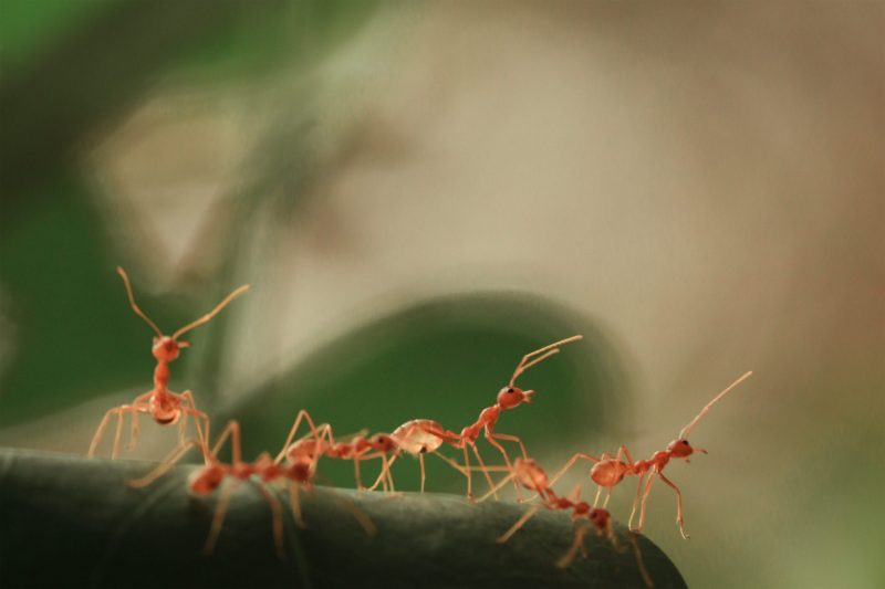 Six red ants looking up, in the same direction.