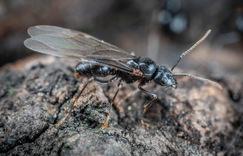 Black ant with long antennae and long, narrow, transparent wings perched on a rock.