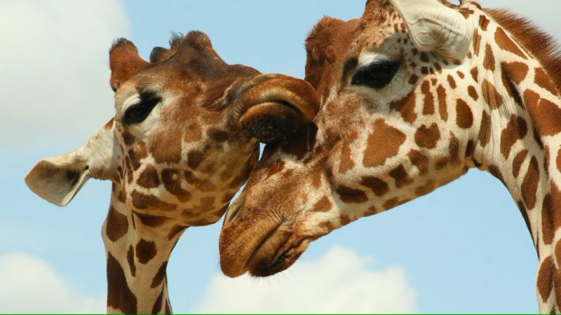 A young, brown-spotted giraffe rests its face against a parent giraffe.