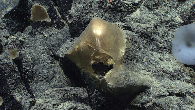 Gold-colored domed object emerging from rough gray rocks with squashy ocean life, maybe sponges, nearby.