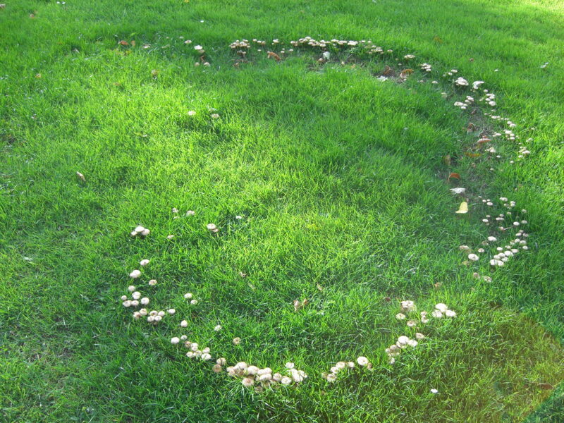Irregular circle of white mushrooms growing in short green grass.