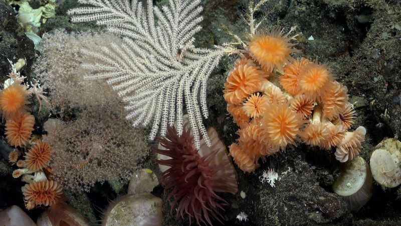 Colorful tree-like and flower-like corals, and a maroon many-tentacled sea anemone.