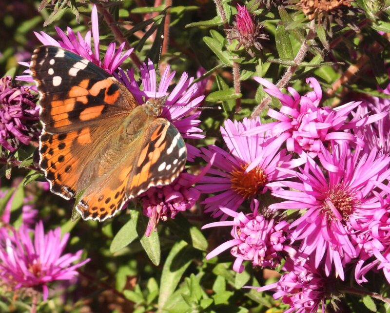 An orange and black and white butterfly sitting on many-petaled bright pink flowers.