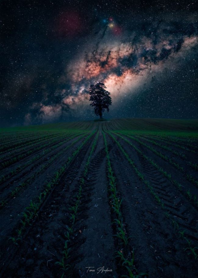 Best photos of the week: A dark field leading to a lone tree with the bright fuzzy band of the Milky Way behind.