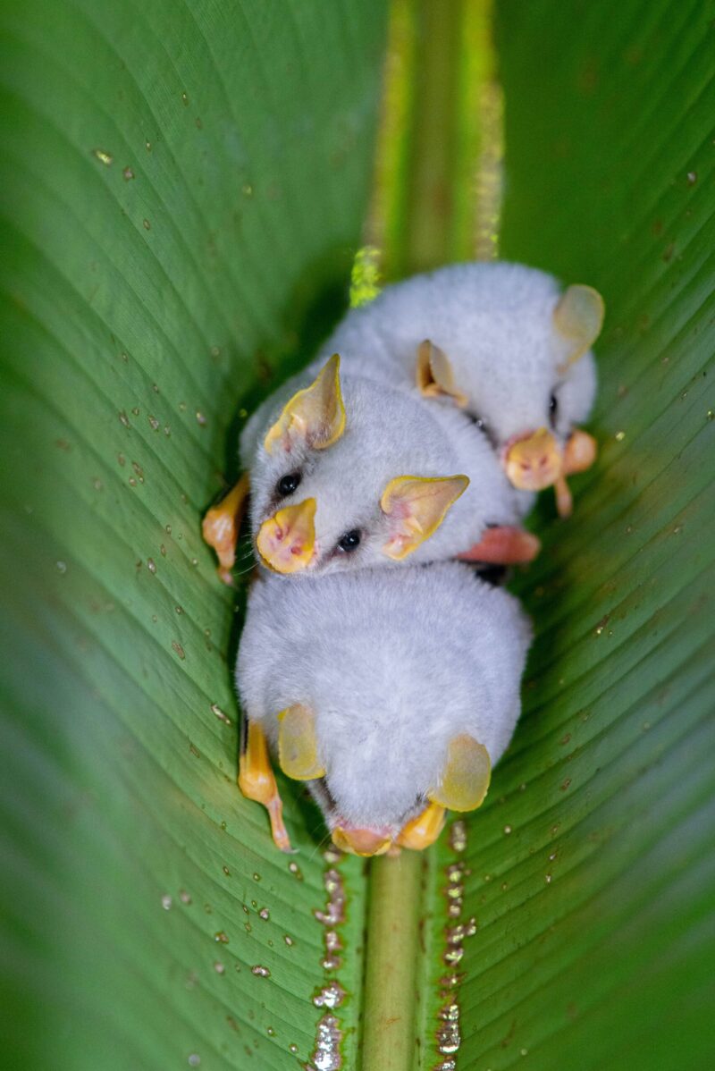 3 tiny, fuzzy white bats with black eyes and large ears, snuggled together on a leaf.