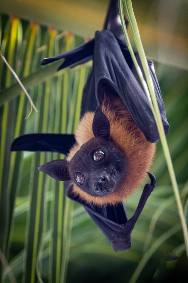 Furry bat with brown body, black head and large eyes, hanging from a branch, looks like smiling at the camera.