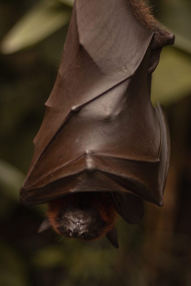 A black bat hanging upside down with its wings enclosing it like a cocoon except for its head.