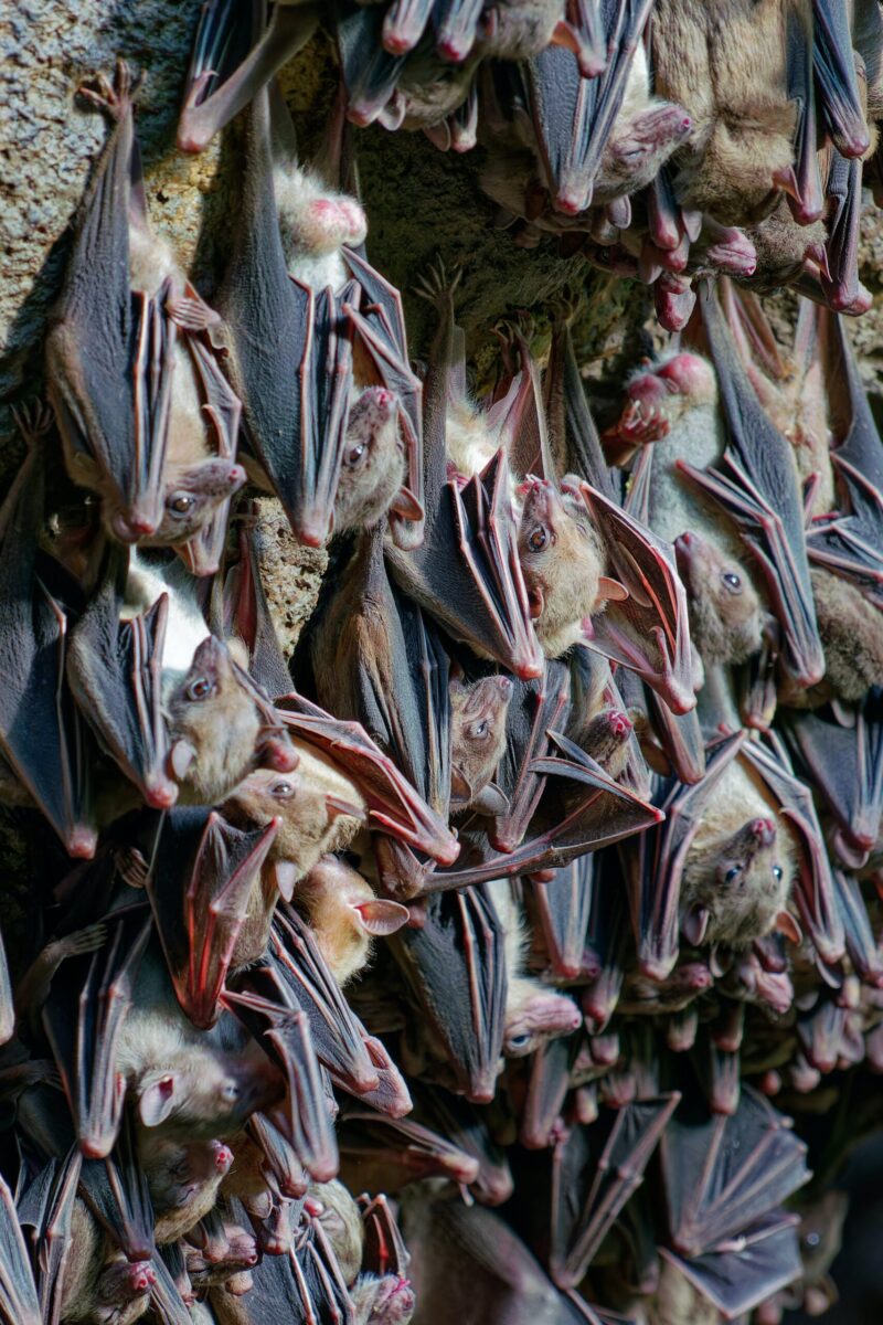 A crowd of many gray bats with chihuahua-like faces and folded black wings, hanging from a rocky roof.