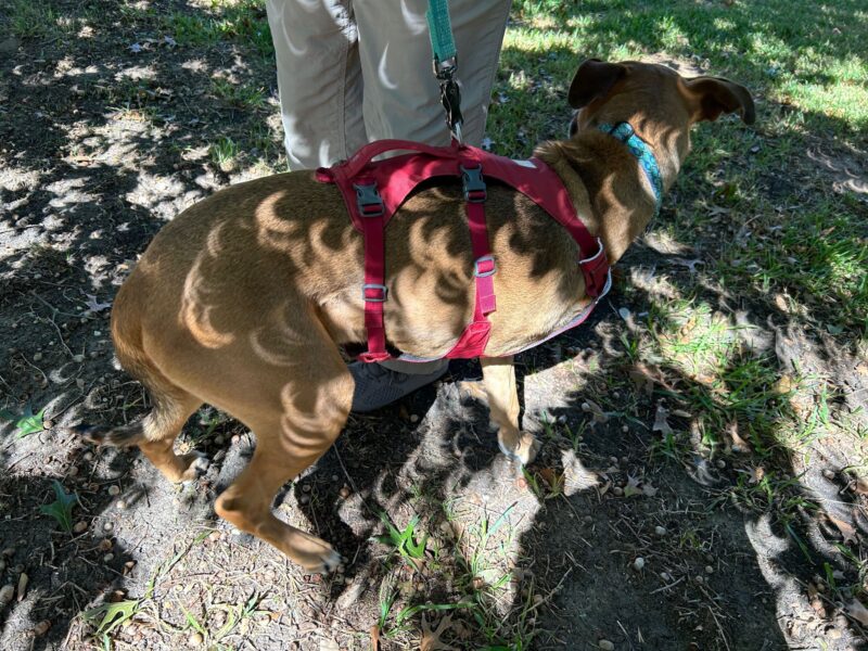 A dog wearing a red harness, under a tree, with bright crescents all over the dog and the ground.