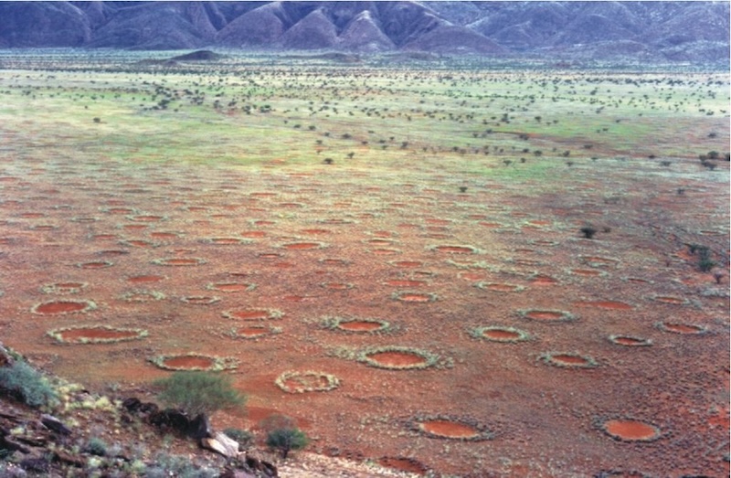 Fairy circles: Many circular shapes or rings in scrubby grassland, with mountains in the background.