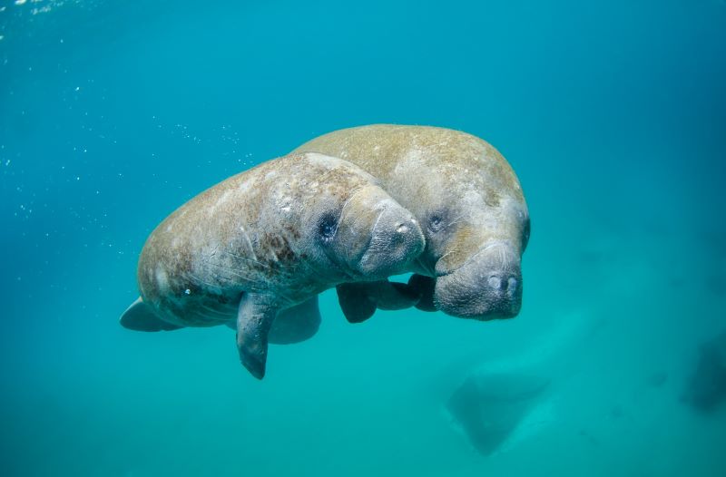 Manatees: Two oblong gray creatures, one smaller, floating underwater in teal blue sea.