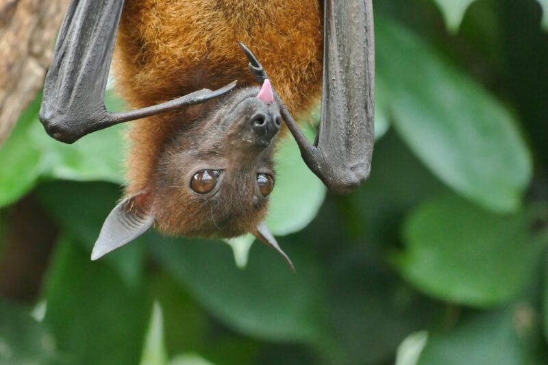 A brown, furry, fox-like bat hanging upside down with its pointy pink tongue sticking out a bit.