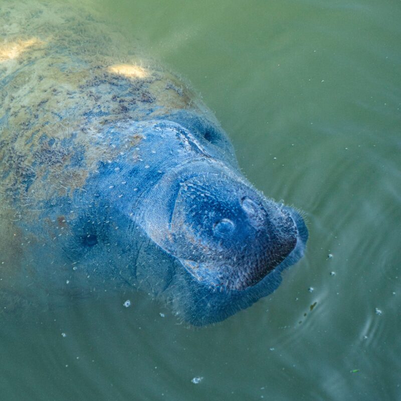 Wide, fleshy, gray snout with closed nostrils and small eyes above pokes out from water surface.