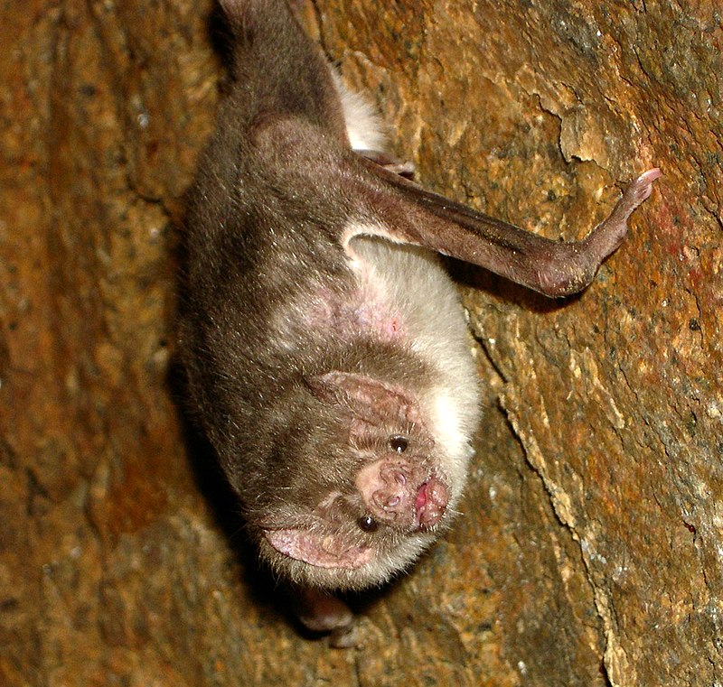 Small, furry, brown and gray bat with beady eyes, hanging from a rocky wall.