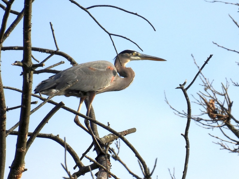 Close-up of a blue heron perched on a tree limb.