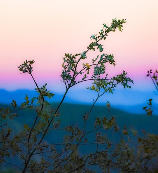 Branches in the foreground with dark blue band over hilly landscape and hot pink band above it.