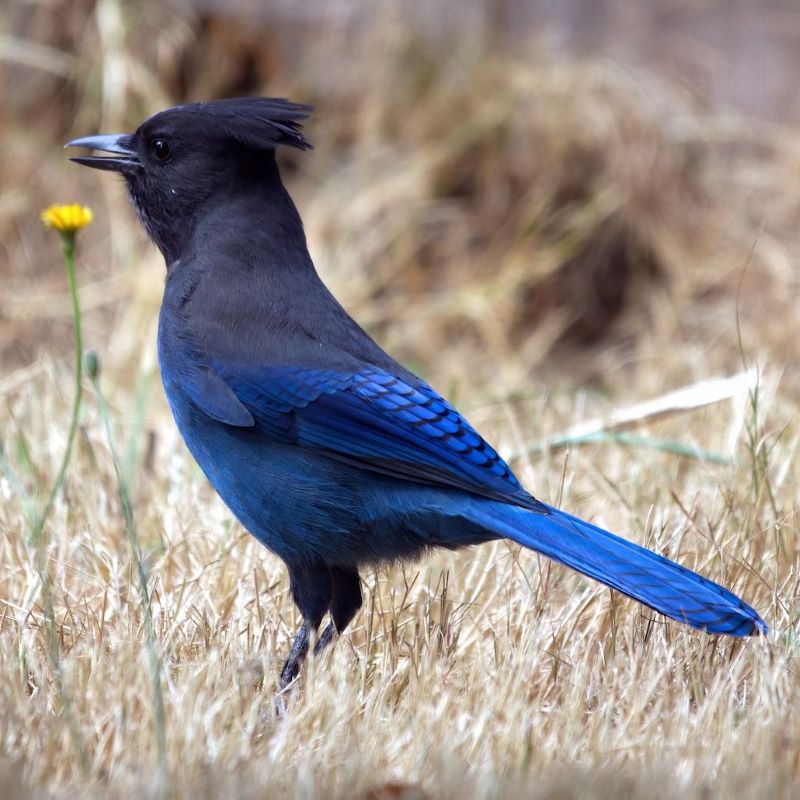 Sapphire blue bird with a crested dark head standing in dry brown grass.