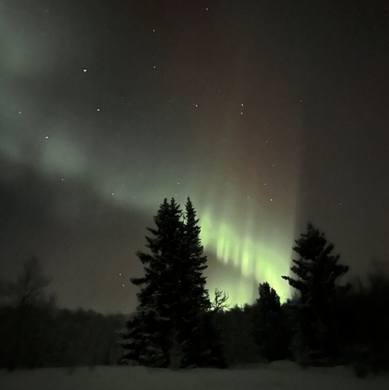 Silhouette of trees with enormous green curtain-like bands of light in the sky, with scattered stars.