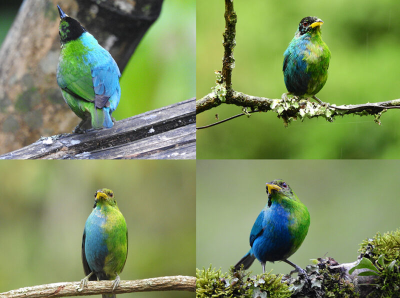 Rare bird: Four images of the same bird showing aqua blue plumage on its right side and bright green on the left.