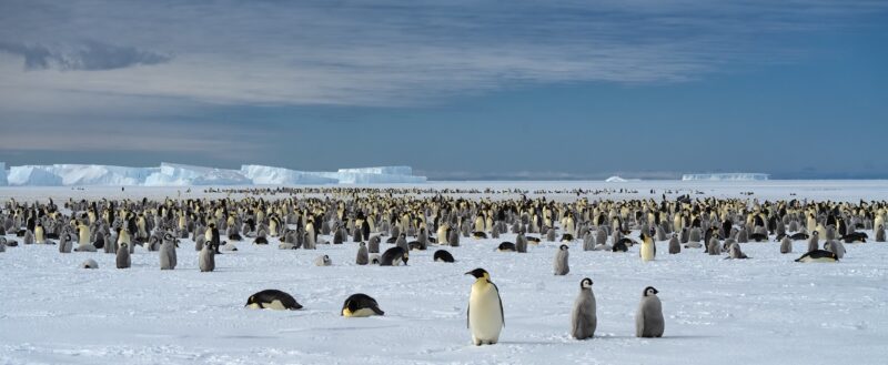 Tens of penguins, both adults and chicks, on the snow. There is a blue sky and glaciers at the background.