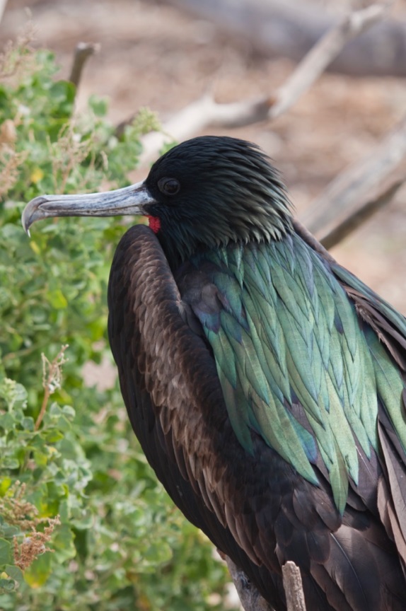 Great frigatebirds: Perched on a branch, bird with dark greenish feathers and a long gray beak with a hook at the end.