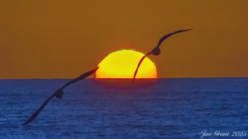 Orange sun with the top in green in the background. There are 2 birds flying in the foreground.