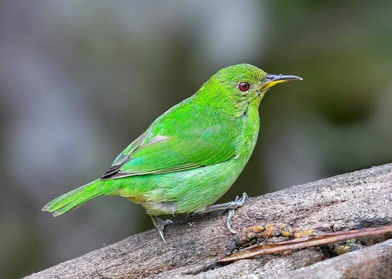 A little bright neon green bird with a black and yellow beak perched on a log.