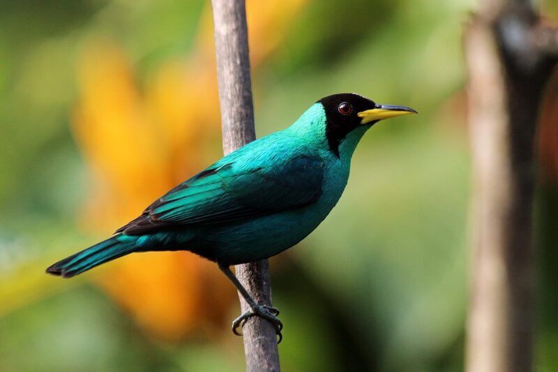 A gleaming aqua blue bird with a black head and black and yellow beak perches on a branch.