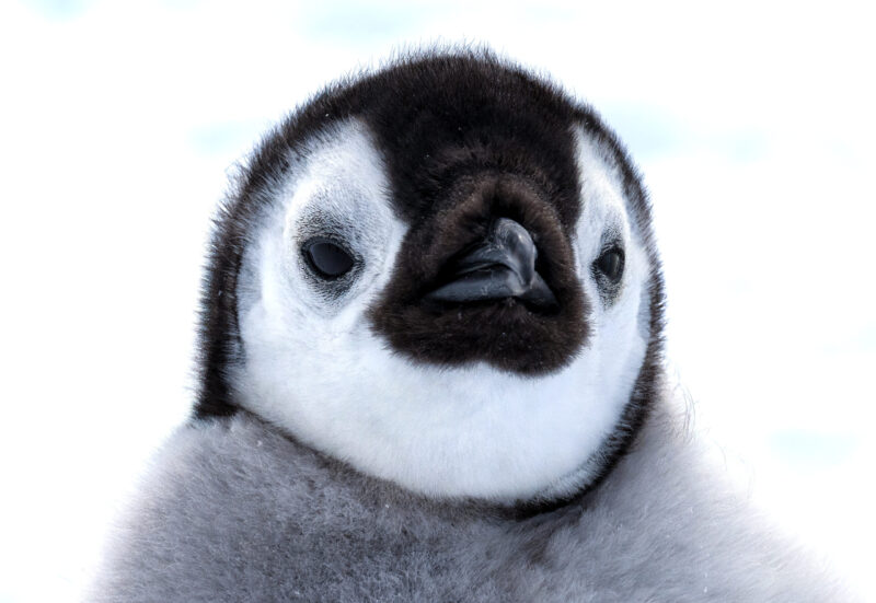 Close up of a baby penguin. It has grey fur for the body, and black and white fur for the face. Its beak is black.