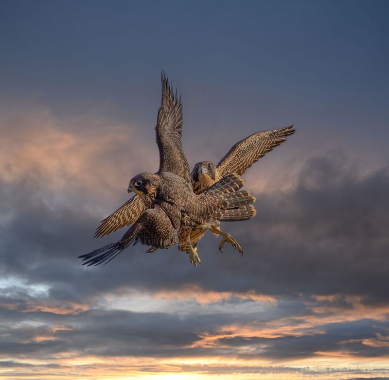 Top photos from 2023: Two birds with wings spread, smashing into each other with a sunset sky in the background.