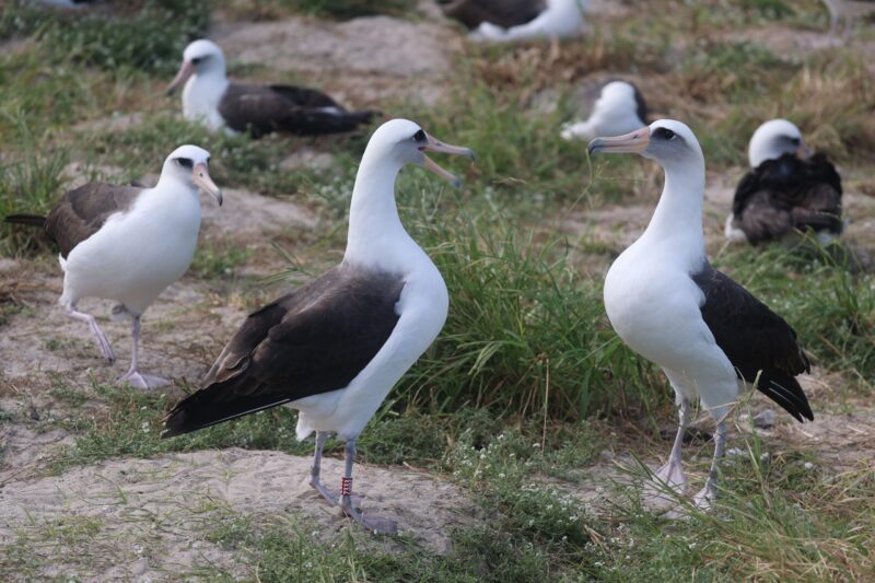 Oldest known wild bird: A bunch of white and black birds with one near the center with mouth open, as if speaking to a neighbor.