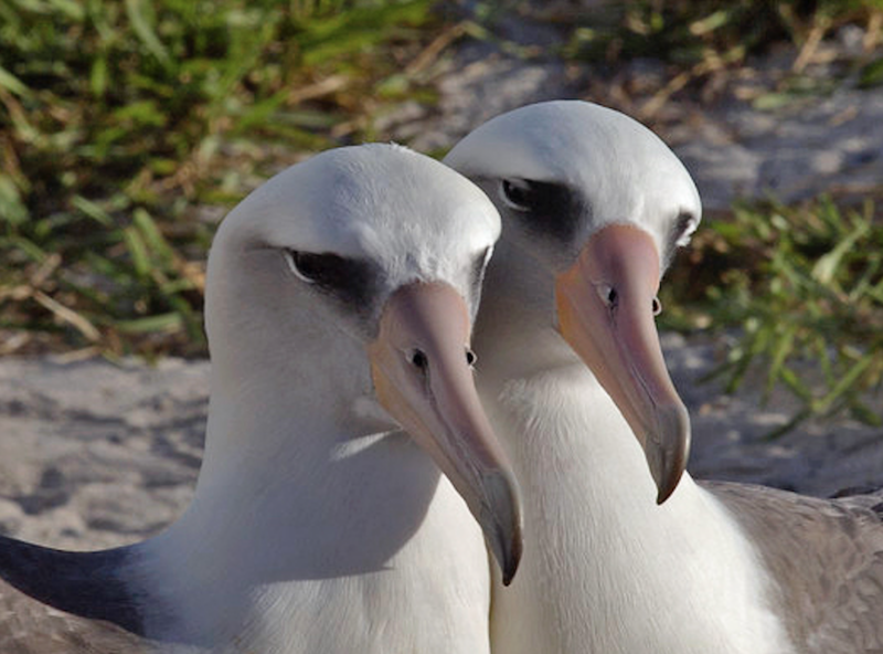 Two birds with white heads and long beaks, with their heads together.