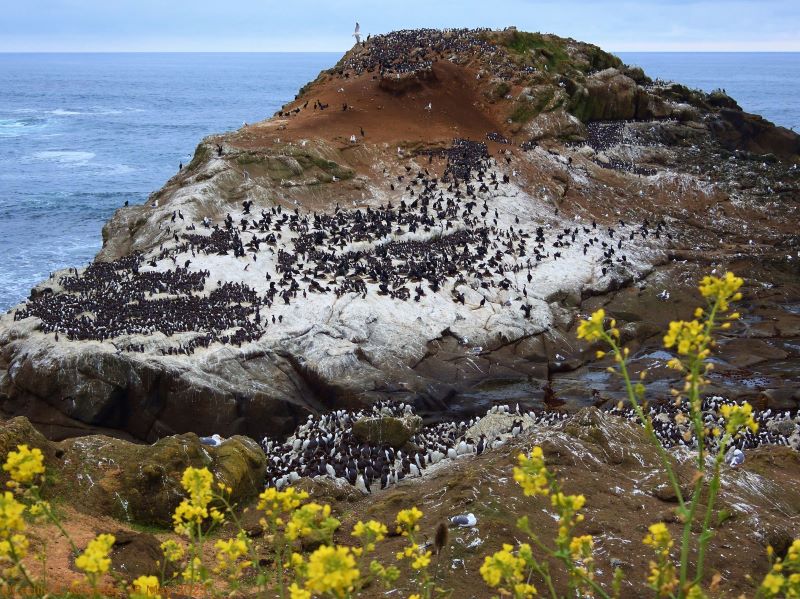 White and black birds on a rock outcropping near the sea with yellow flowers in the foreground.