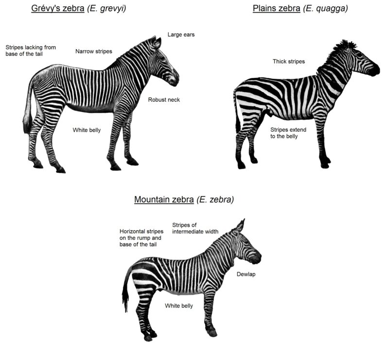 Images of 3 zebras with different height, proportions, and stripe number and width, with labels.