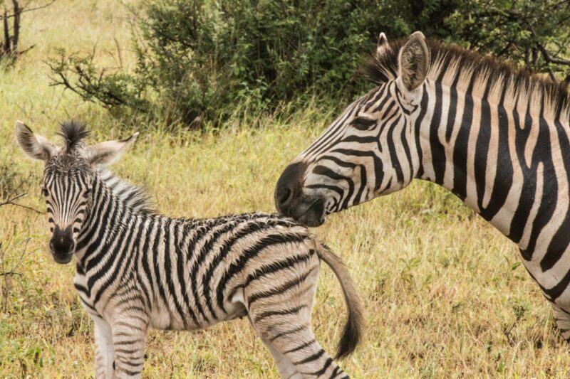 2 animals with black and white stripes. One is bigger. The small one has wet fur.