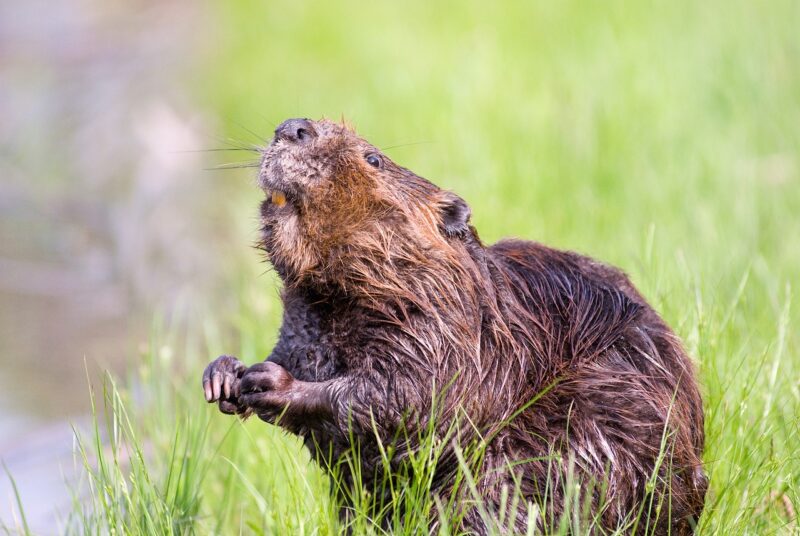 A brown beaver sits on its haunches in the green grass beside a pond.
